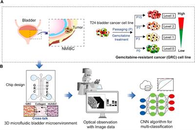 Prediction of anticancer drug resistance using a 3D microfluidic bladder cancer model combined with convolutional neural network-based image analysis